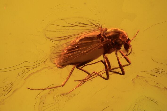 Fossil Fly (Diptera) In Baltic Amber #90853